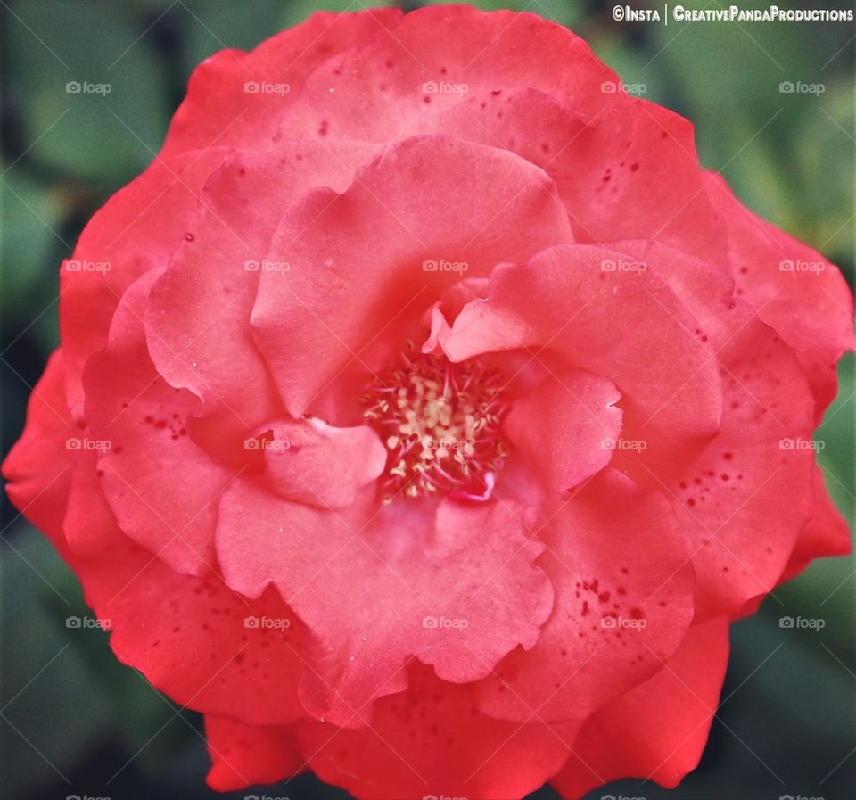 Beautiful Flower Poster, Flower Wallpapers, Flower Calender, Flower Screen Saver, Beatiful Flower, Red Flower
