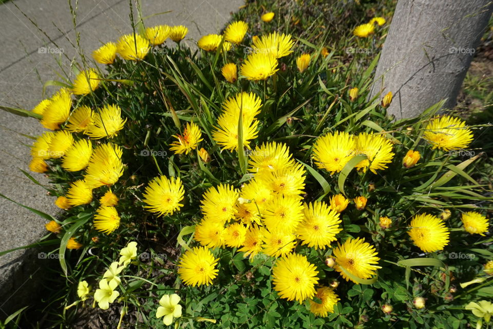 Inula Monta L.
Spring
California Flowers