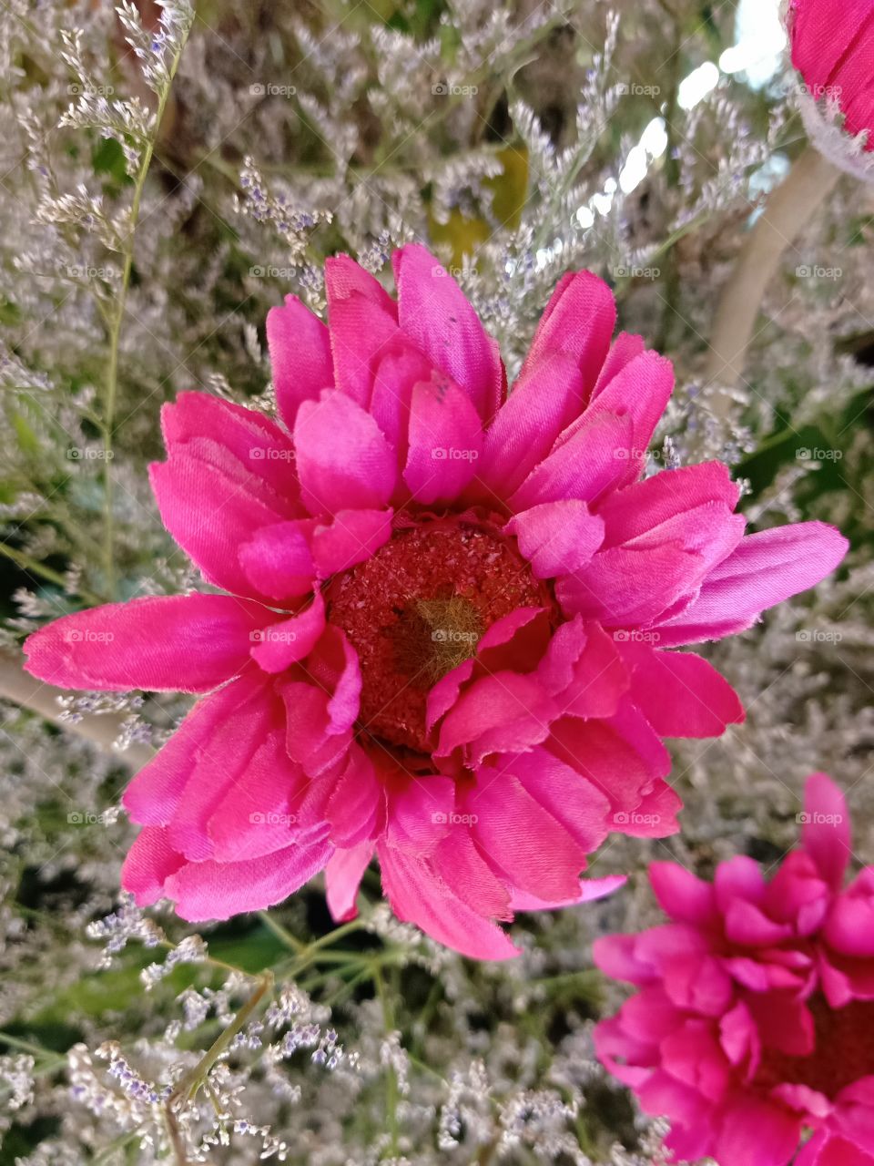 Beautiful flower