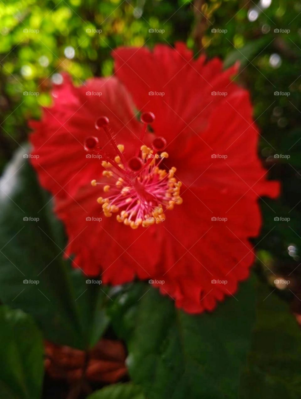 Red coloured Hibiscus flower image in closeup shot
