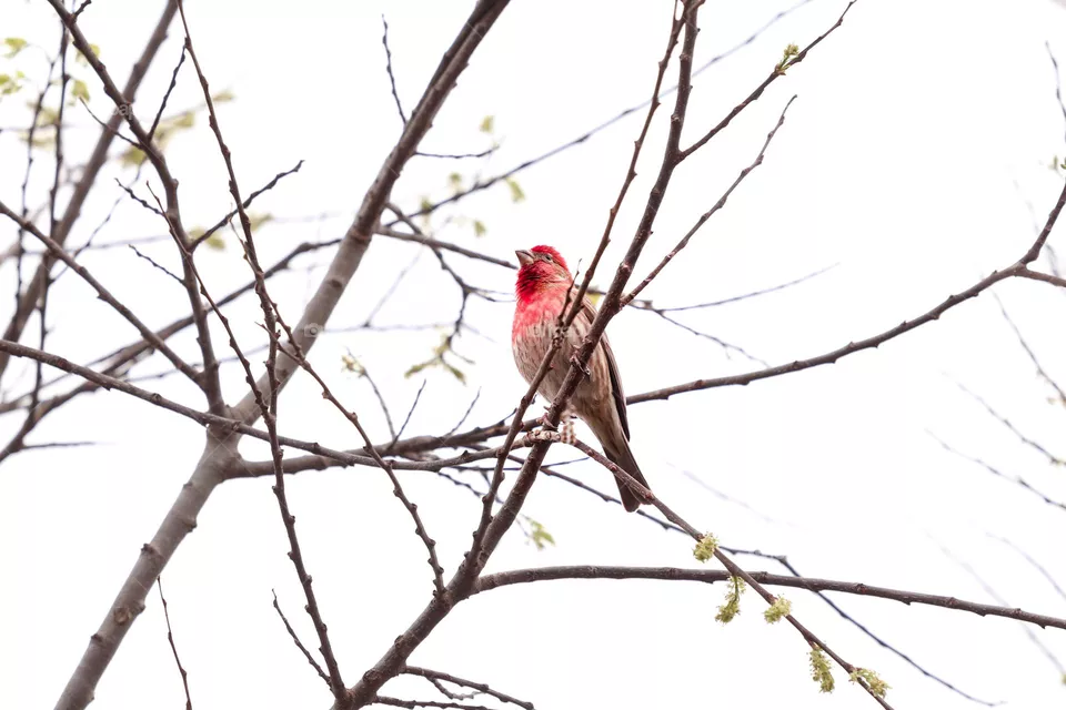 Cardinal in a tree