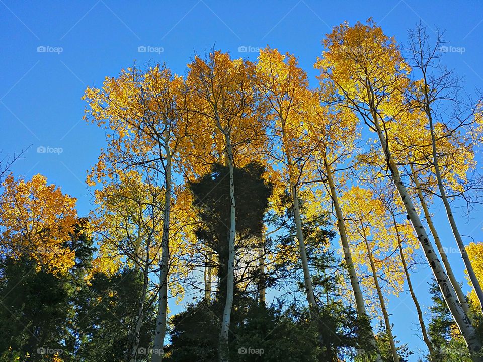 Fall Aspens in NM. You don't get many reds in northern New Mexico, but the yellows and oranges are beautiful.