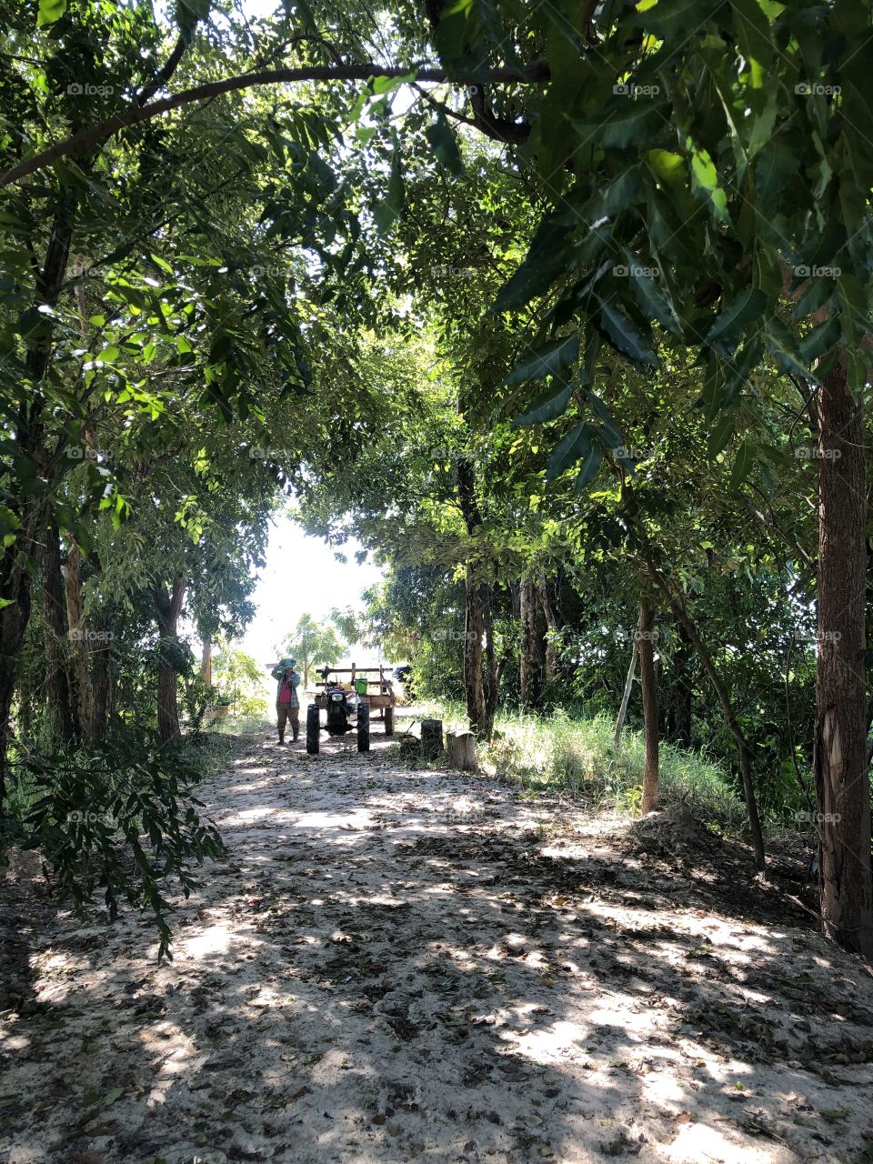 The stories of the nature, my garden ( Thailand 🇹🇭