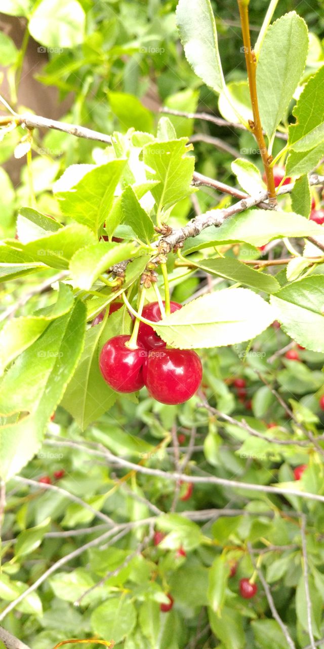 Cherry - bright colors of summer...