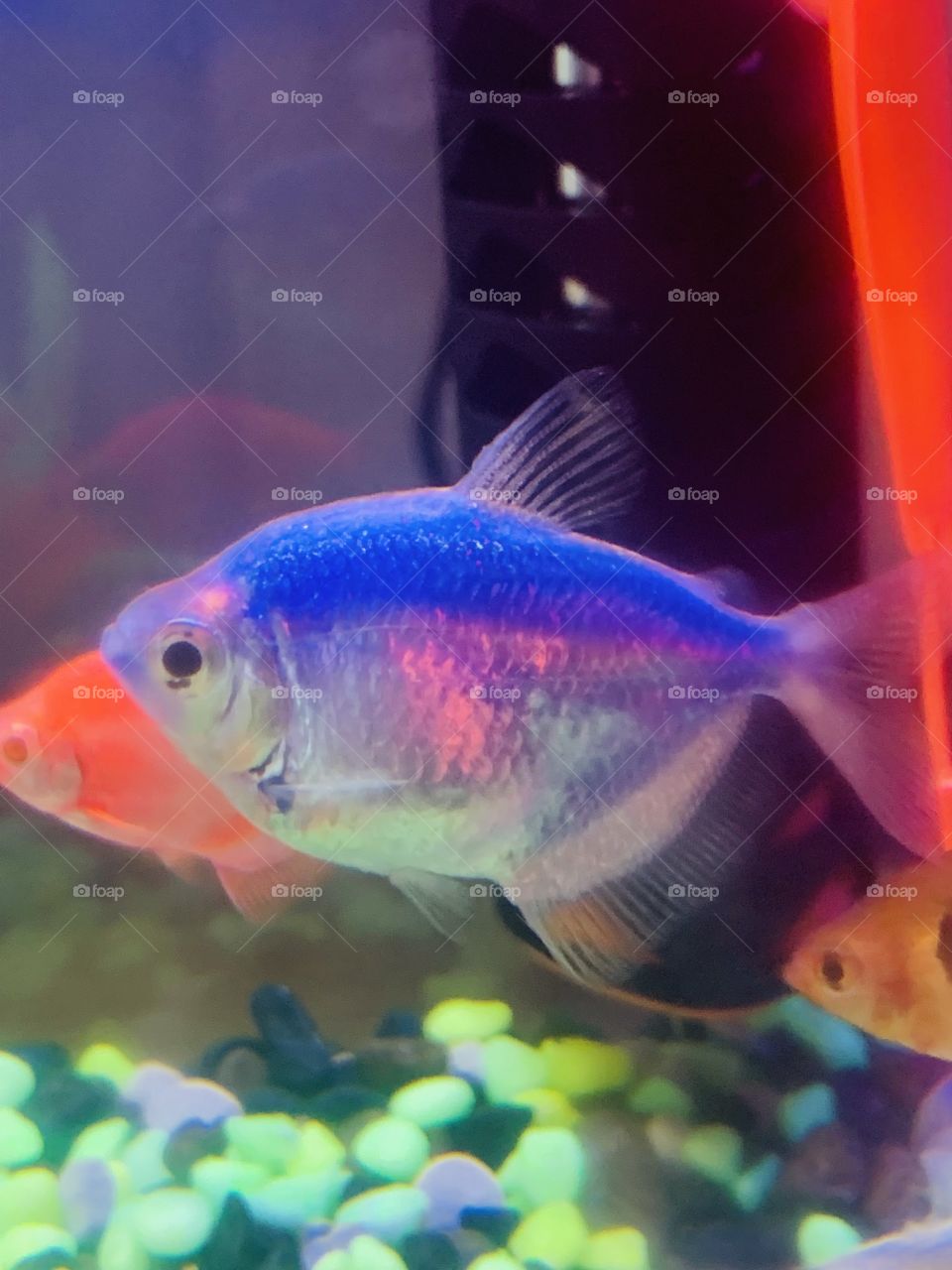 Neon tetra fish 