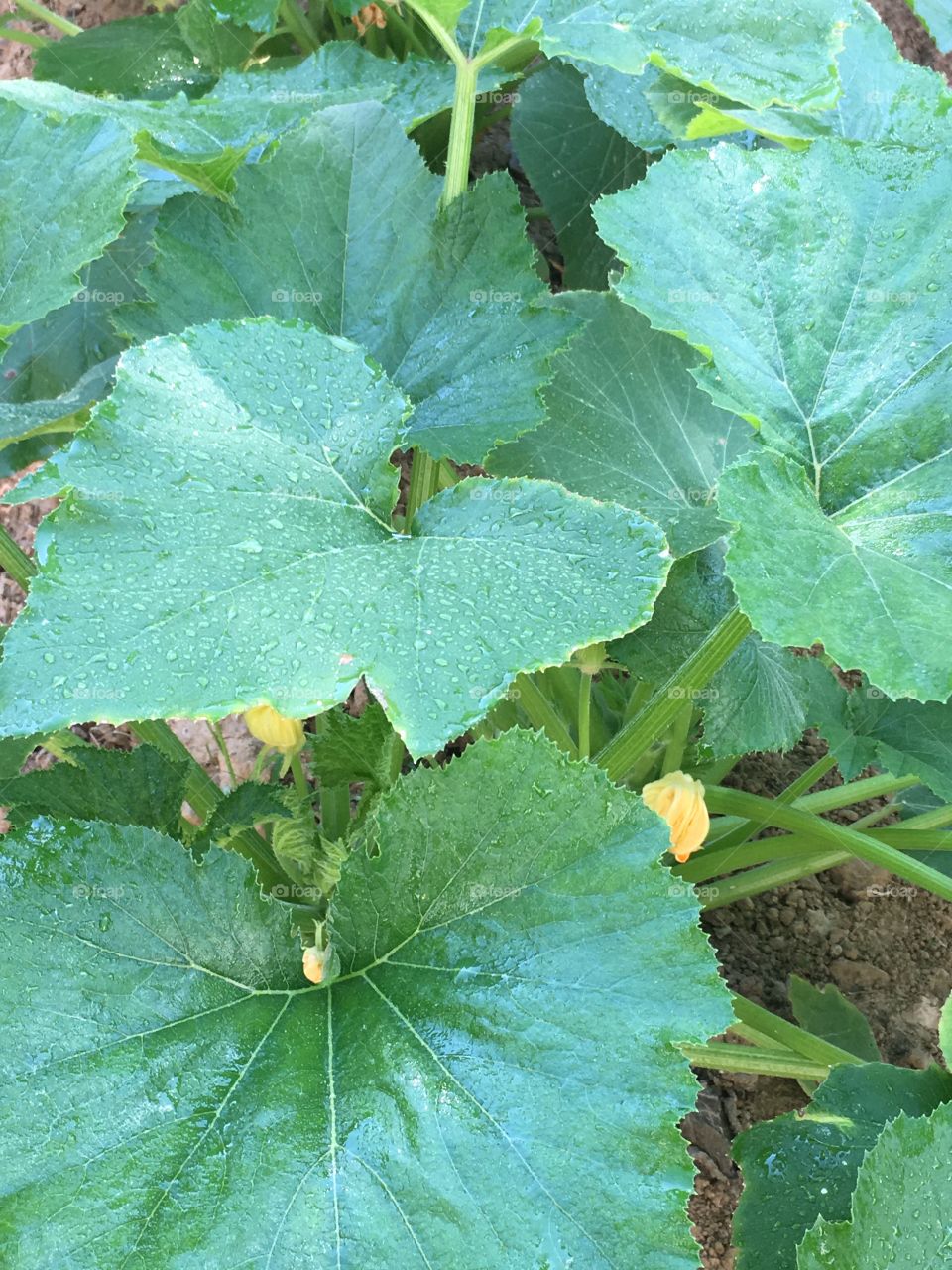 Squash patch