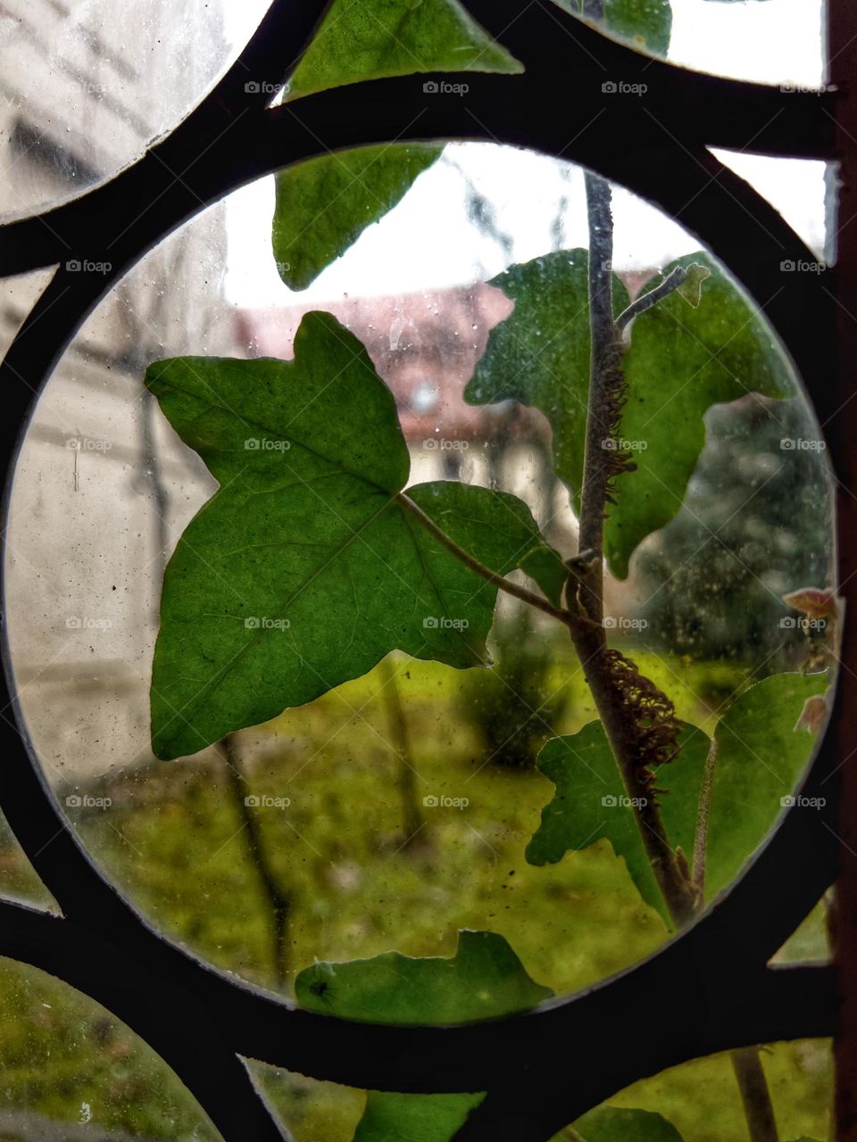 Green Efeu leaves through a round window.