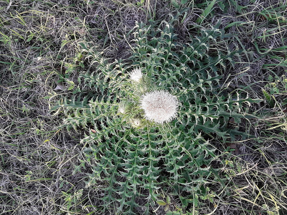 A white and green plant