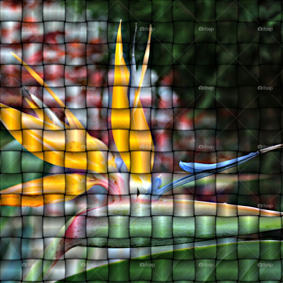 artistic exotic flower