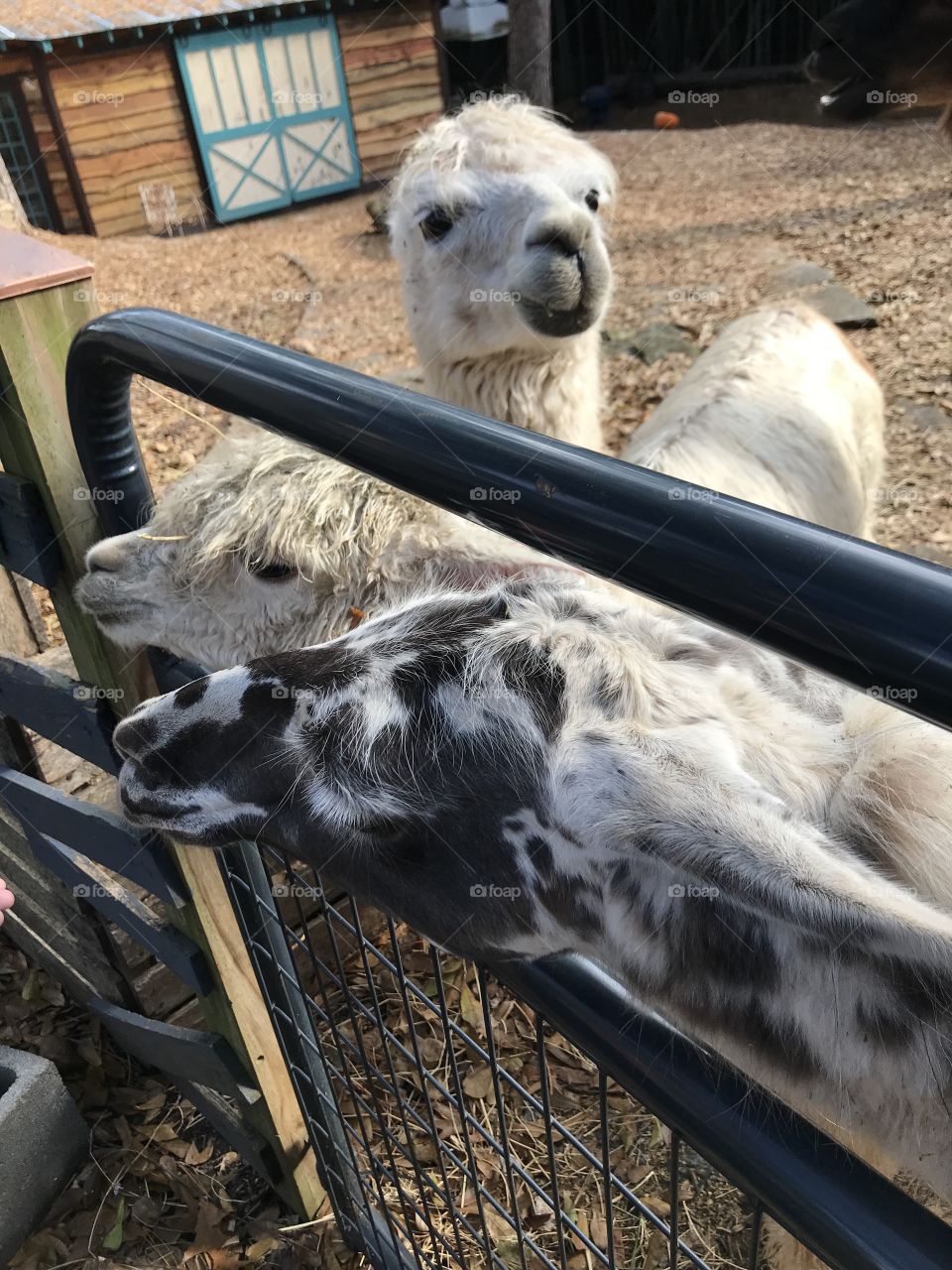 Three young llamas stick their heads through a fence for carrots