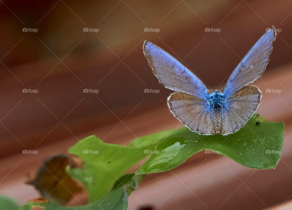 Macro photography - Butterfly