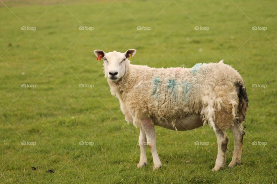 Should have gone to 'Specsavers'!