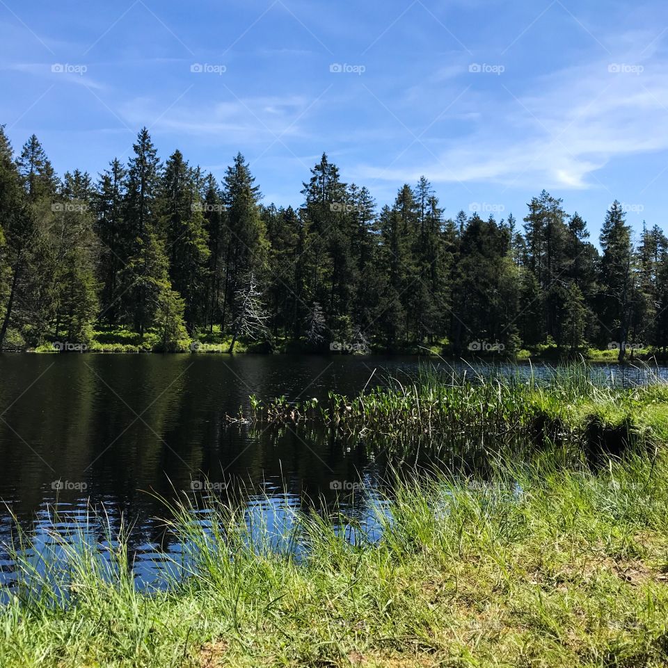 Étang de la Gruère