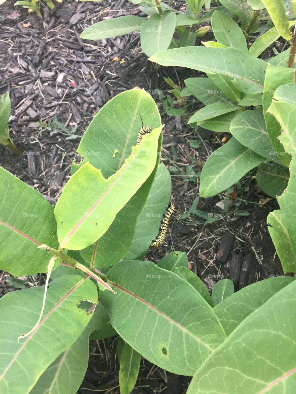 Caterpillars on leaves