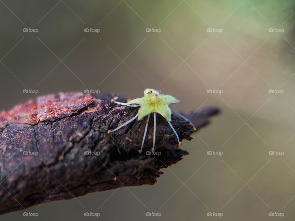 Fallen tree flower