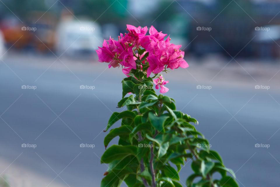 Bougainvillea