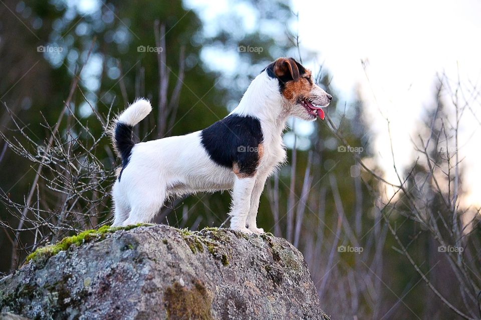 Dog standing on rock