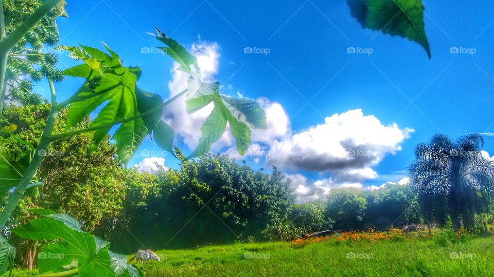 paisagem cavalo verde céu