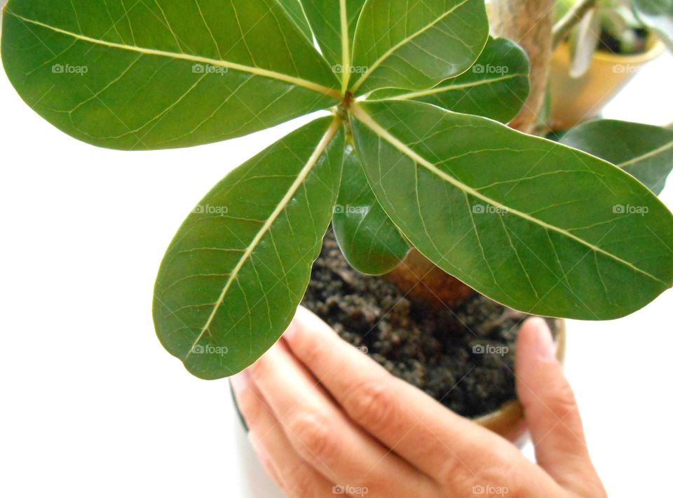 green plant in pot and female hand, love earth