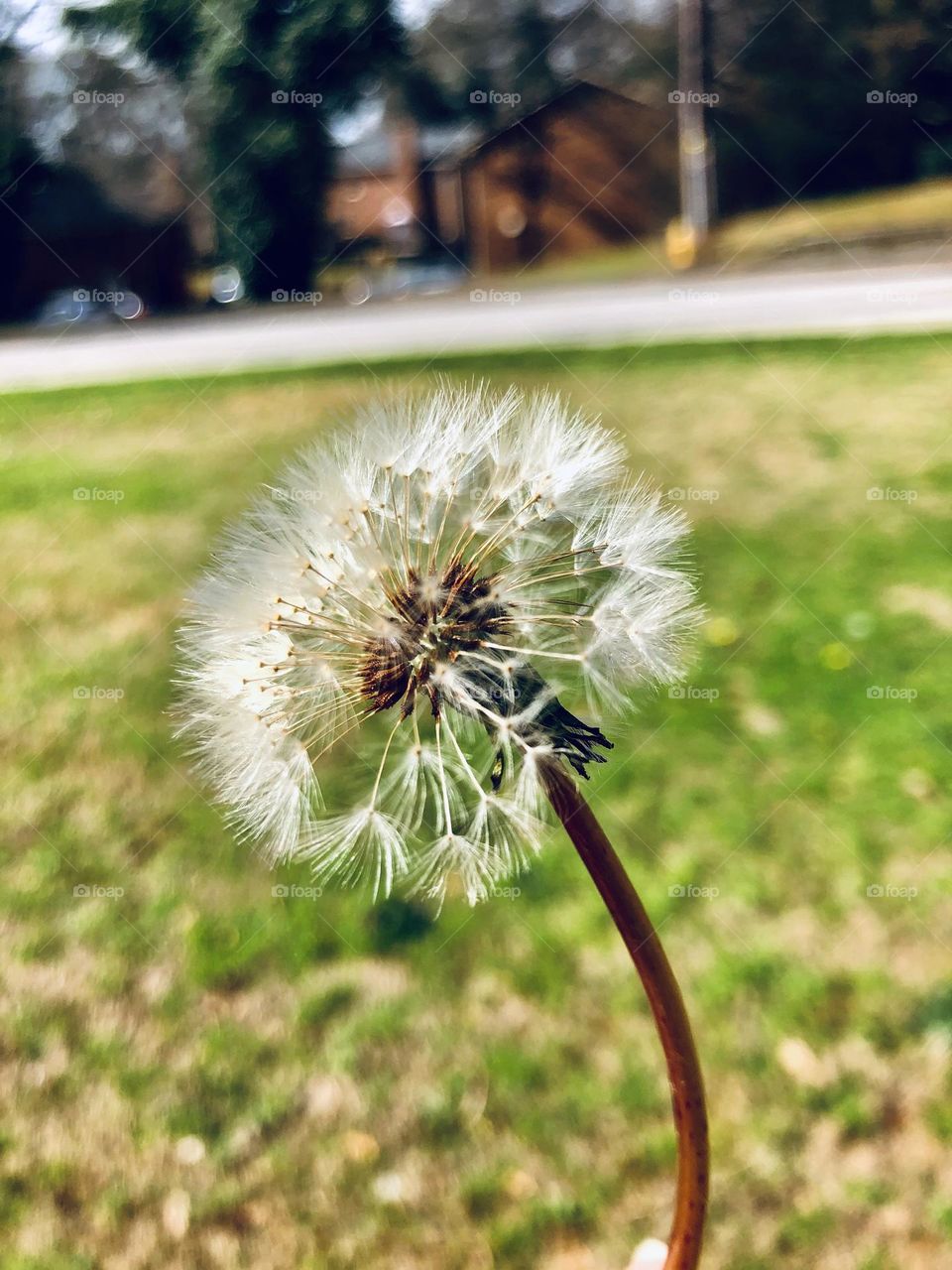 dandelion