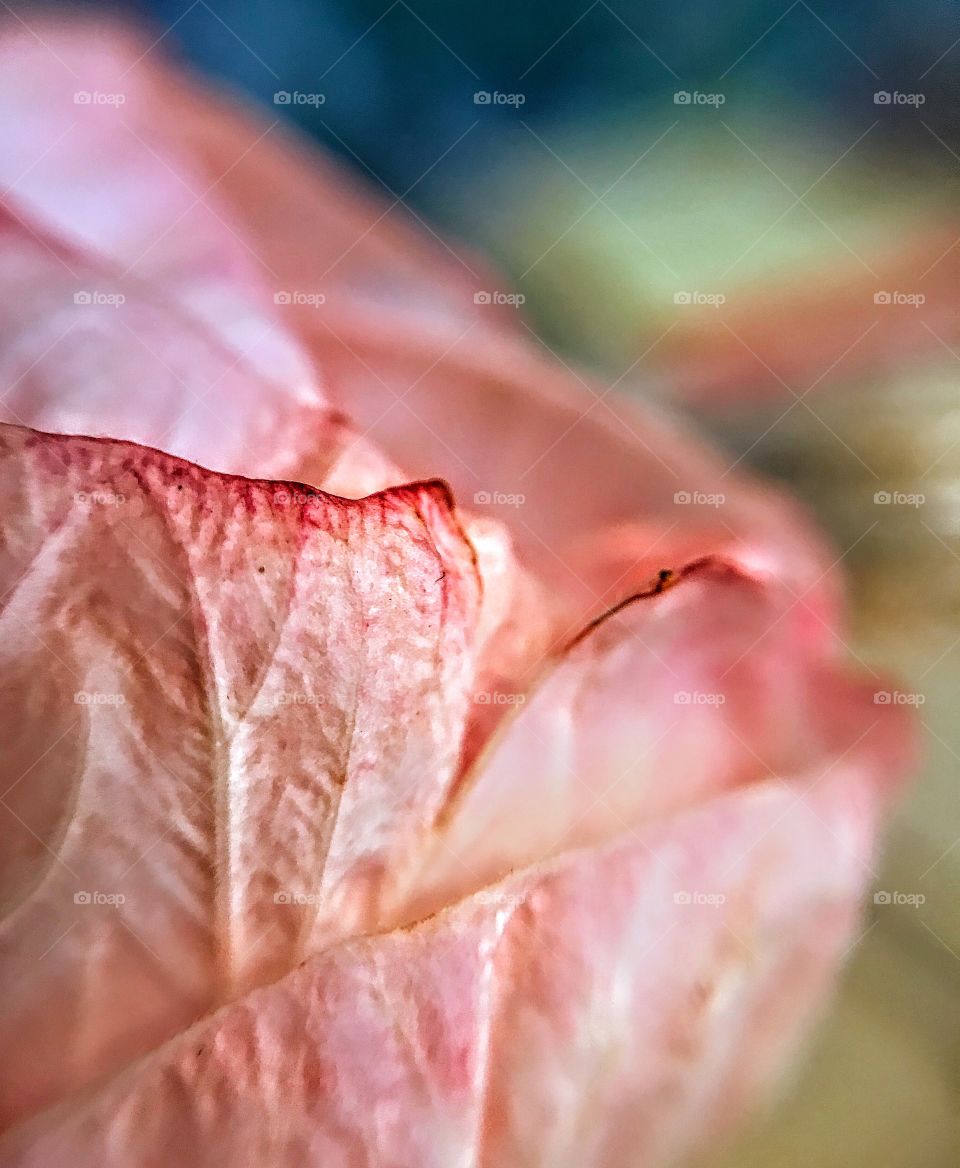 Delicate Rose Mallow Hibiscus flower petals