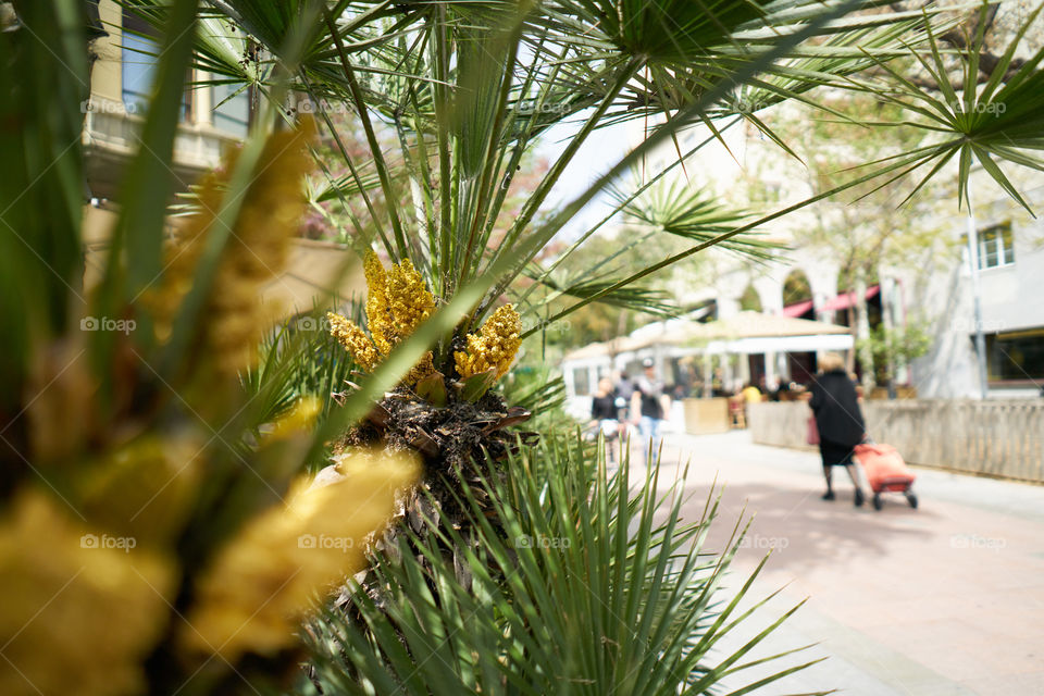 Palms in the streets