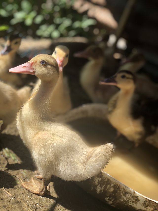 These animals are so young and innocent. Let us respect and give importance to them because they were created by God.