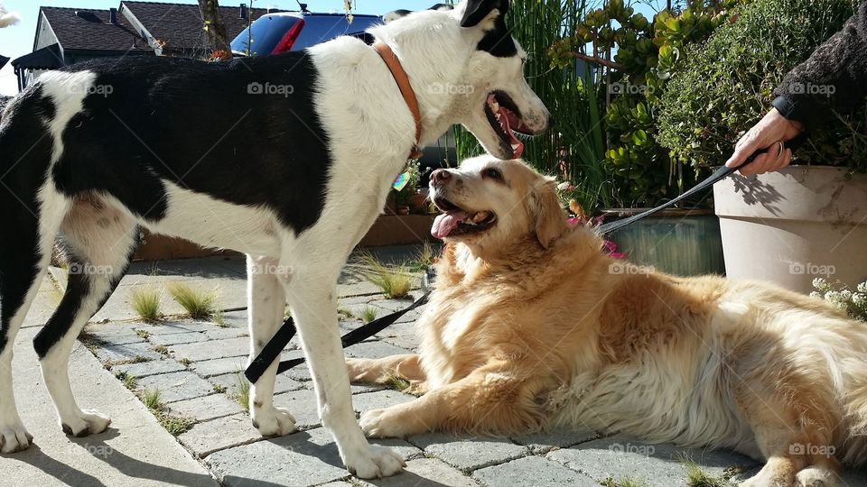 A pair of Dogs- Playing 
Dogs play date between A border collie and golden retriever
California