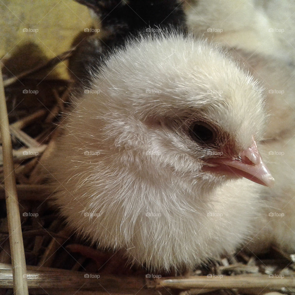 The best chick portrait.:))