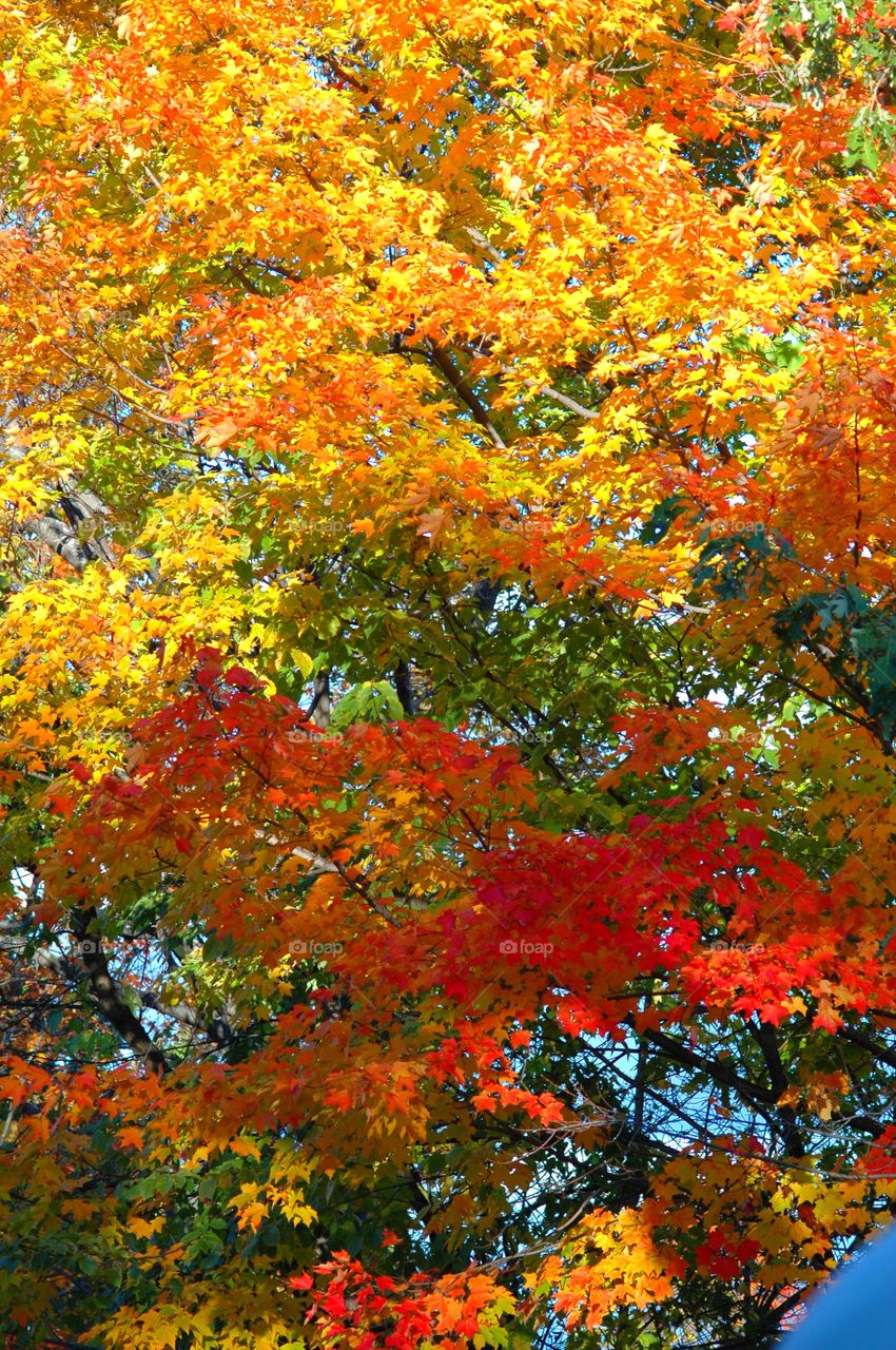 A Forest in every season! The forest's smell was fresh and organic! You could hear rustling as the wildlife scattered as the twigs were crunching under my feet. The trees were the towers of the forest. There are forests for all four seasons which display their own individual characteristics!