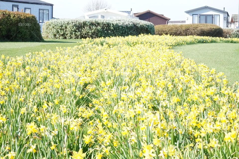 daffodils in spring time