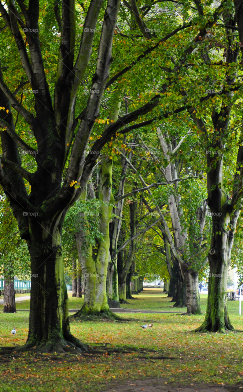 Path admist treelined in park