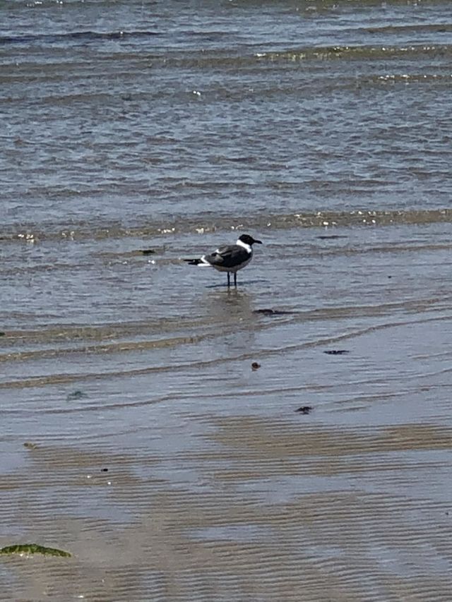 Wading in the waves