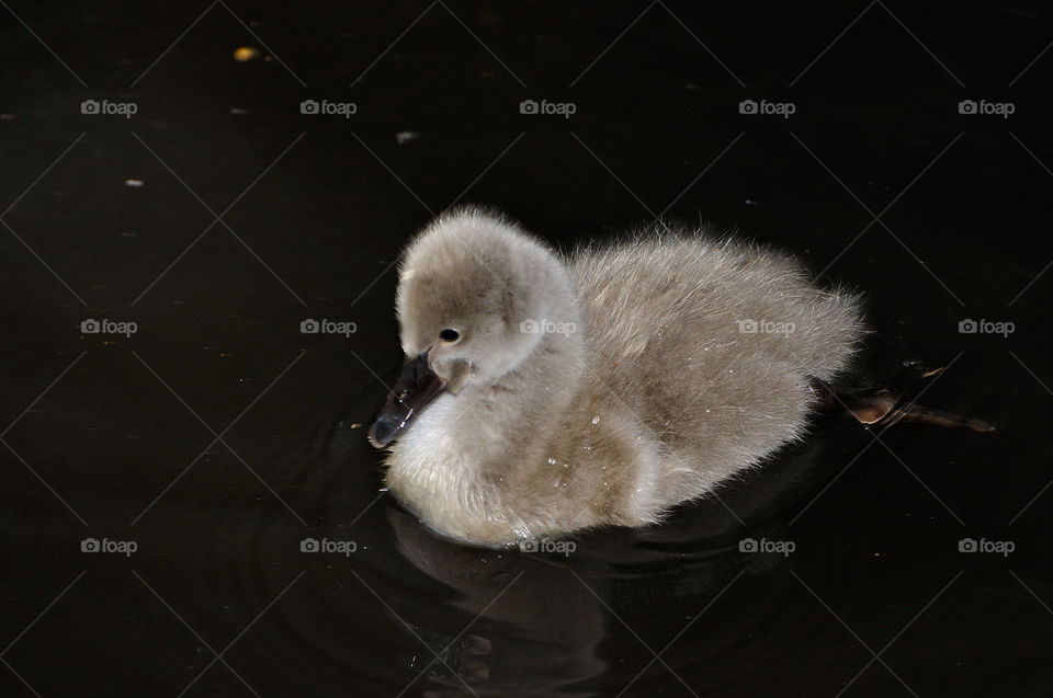 Little swan swims in the black water.