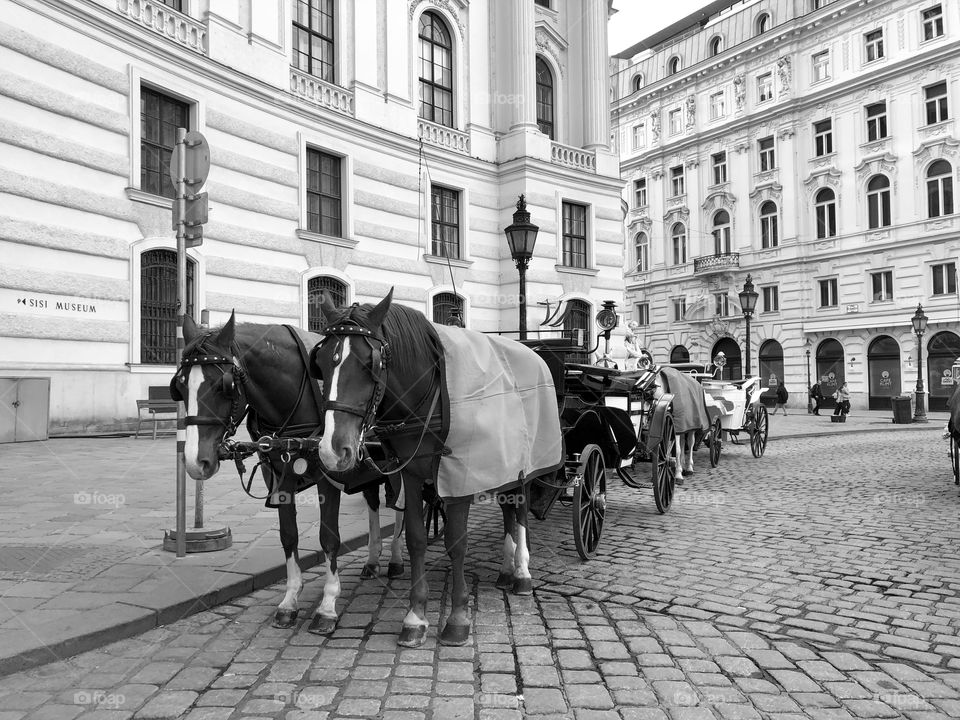 Horse and carriage 