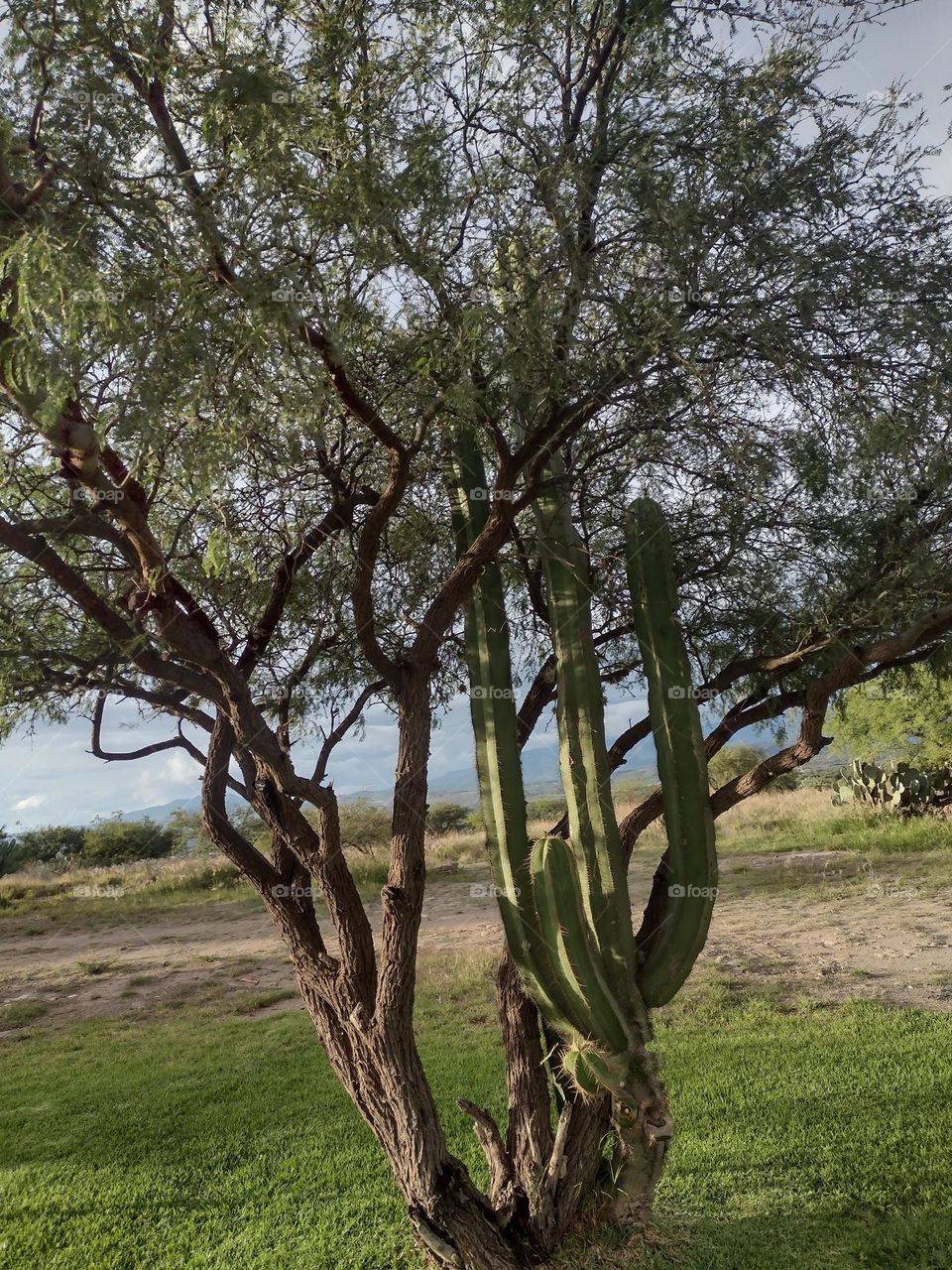 órgano cactus de tri de un arbol