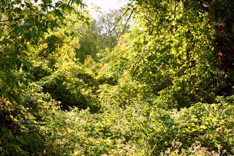 Sunlight in the park