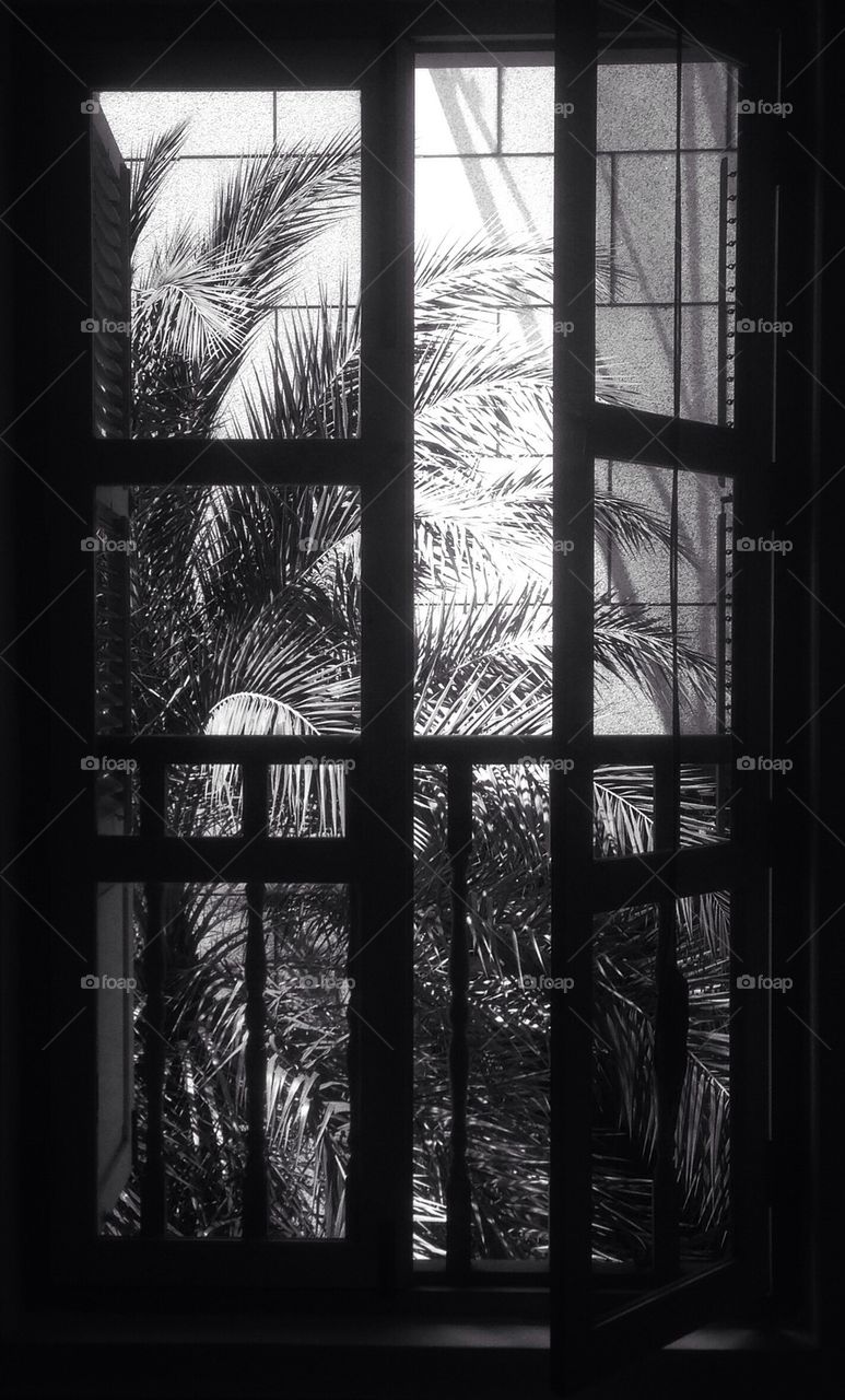 Palm tree view out of an old wooden window