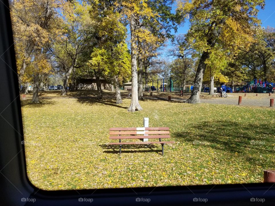 Tree, Bench, Park, Fall, Lawn