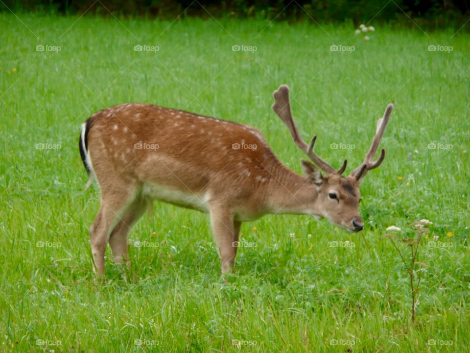 Deer in the wild eating 