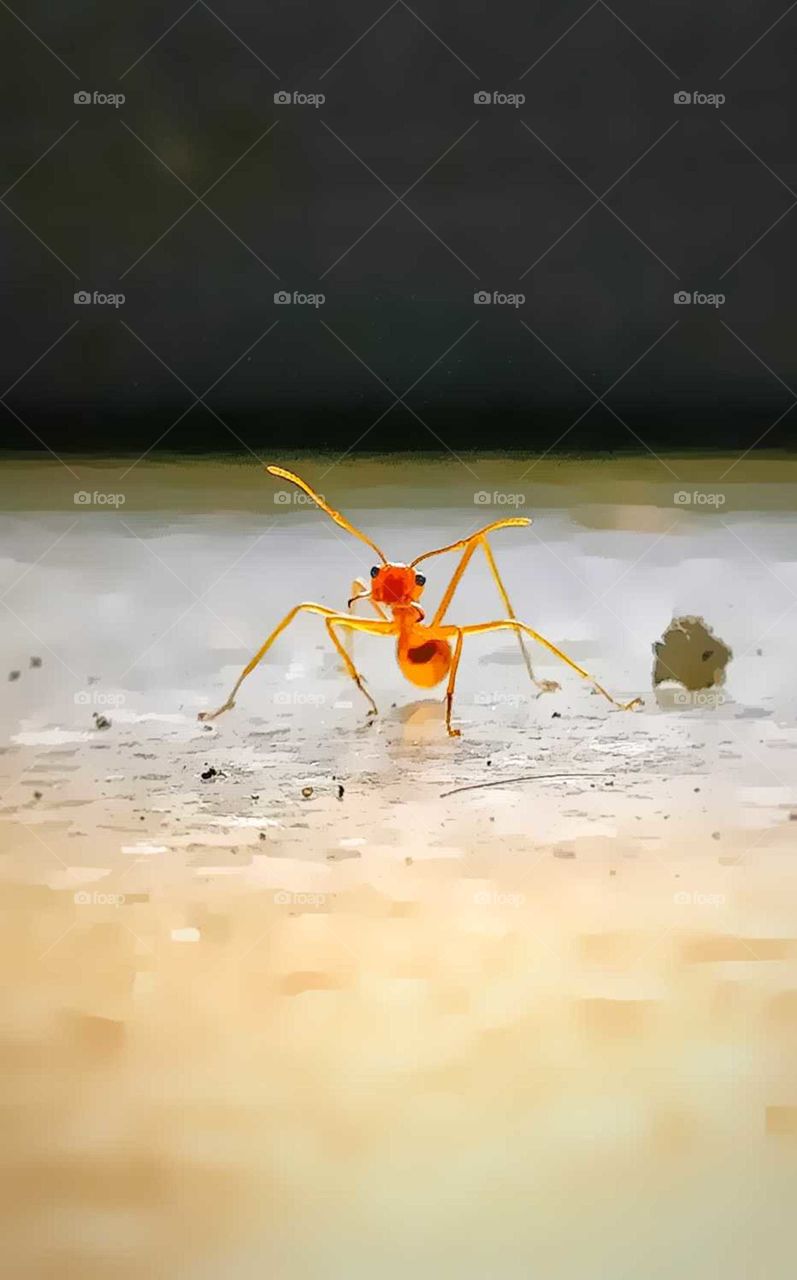 Ants NeVer SleeP.... what do you think about this ?