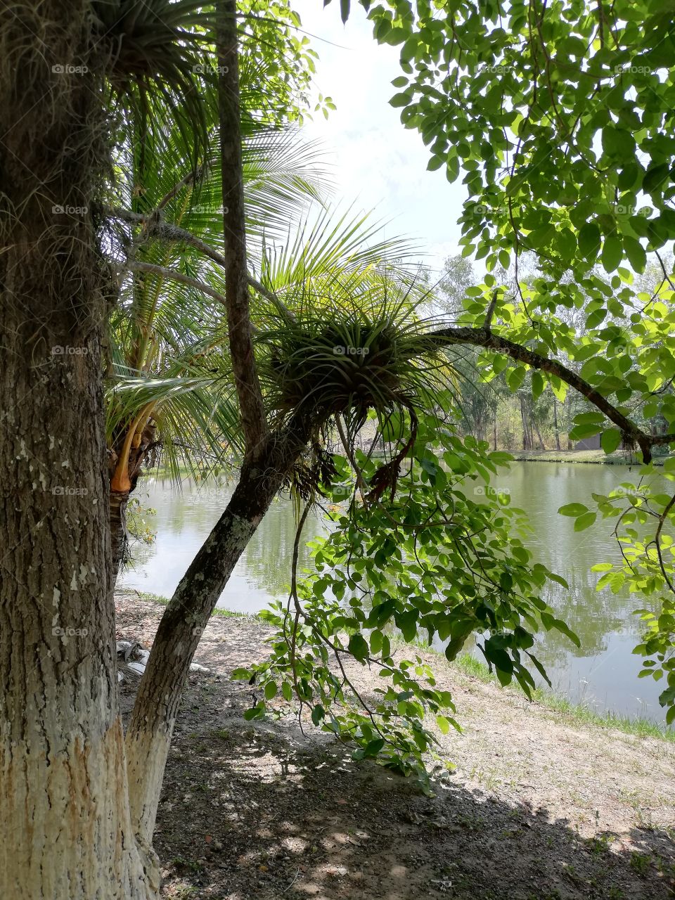 lagoon's trees
