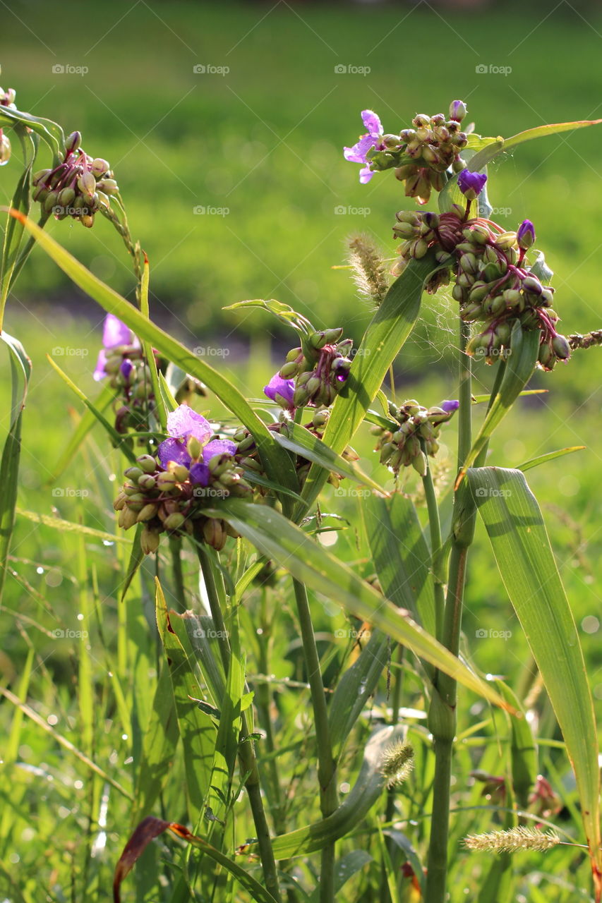 Цветок.Flower.