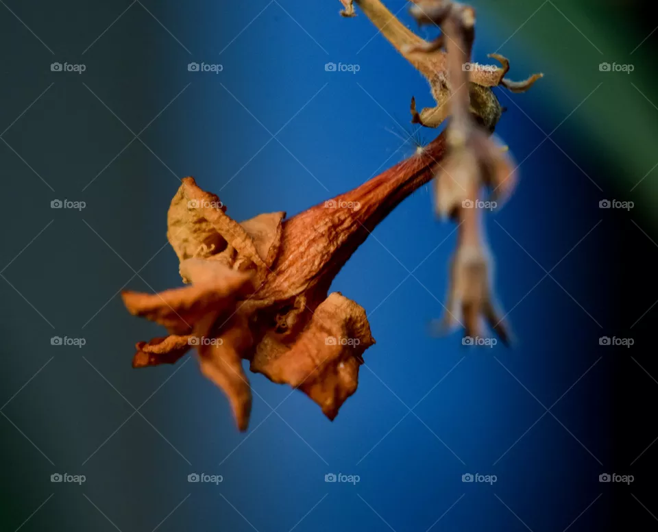 Dead flower