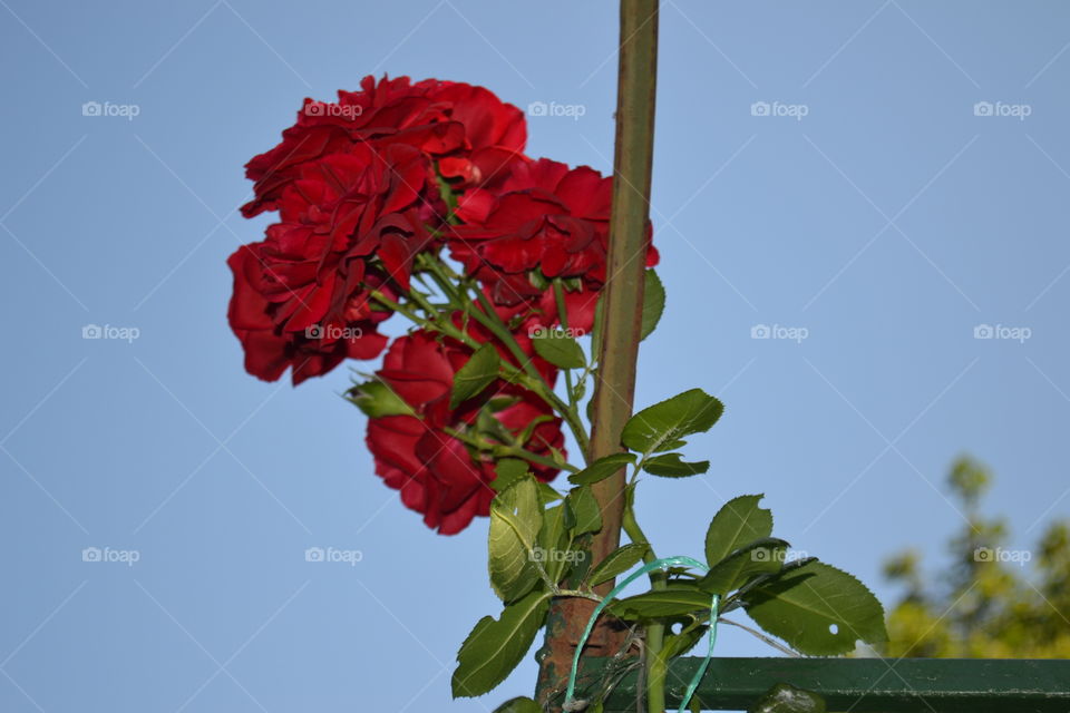 red roses