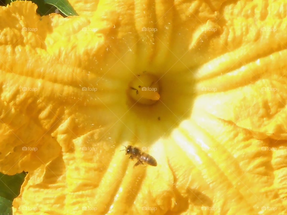 Bee Flying Away From Pumpkin Blossom