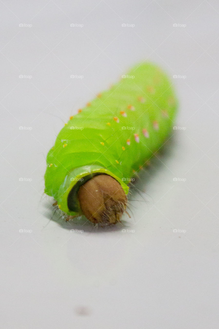 caterpillar close-up