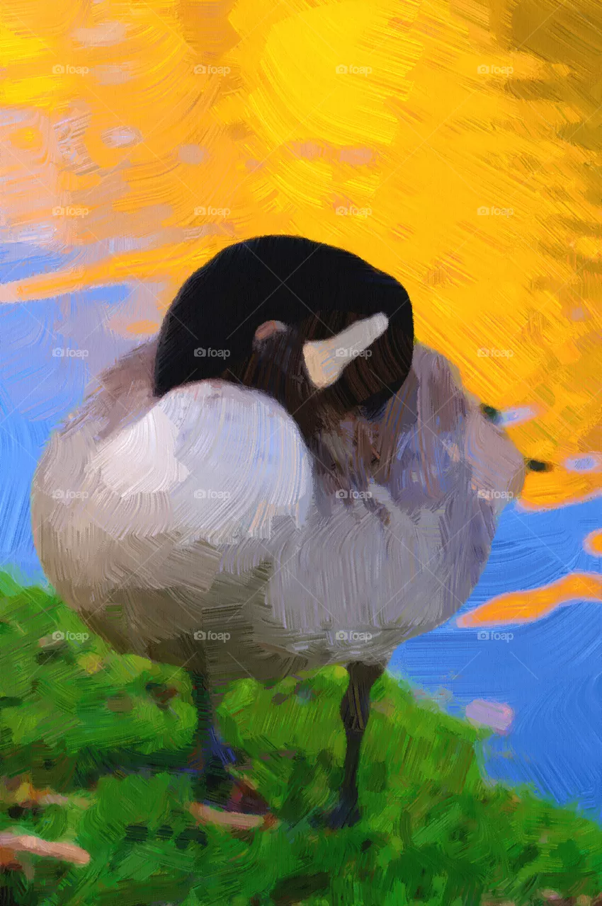 duck