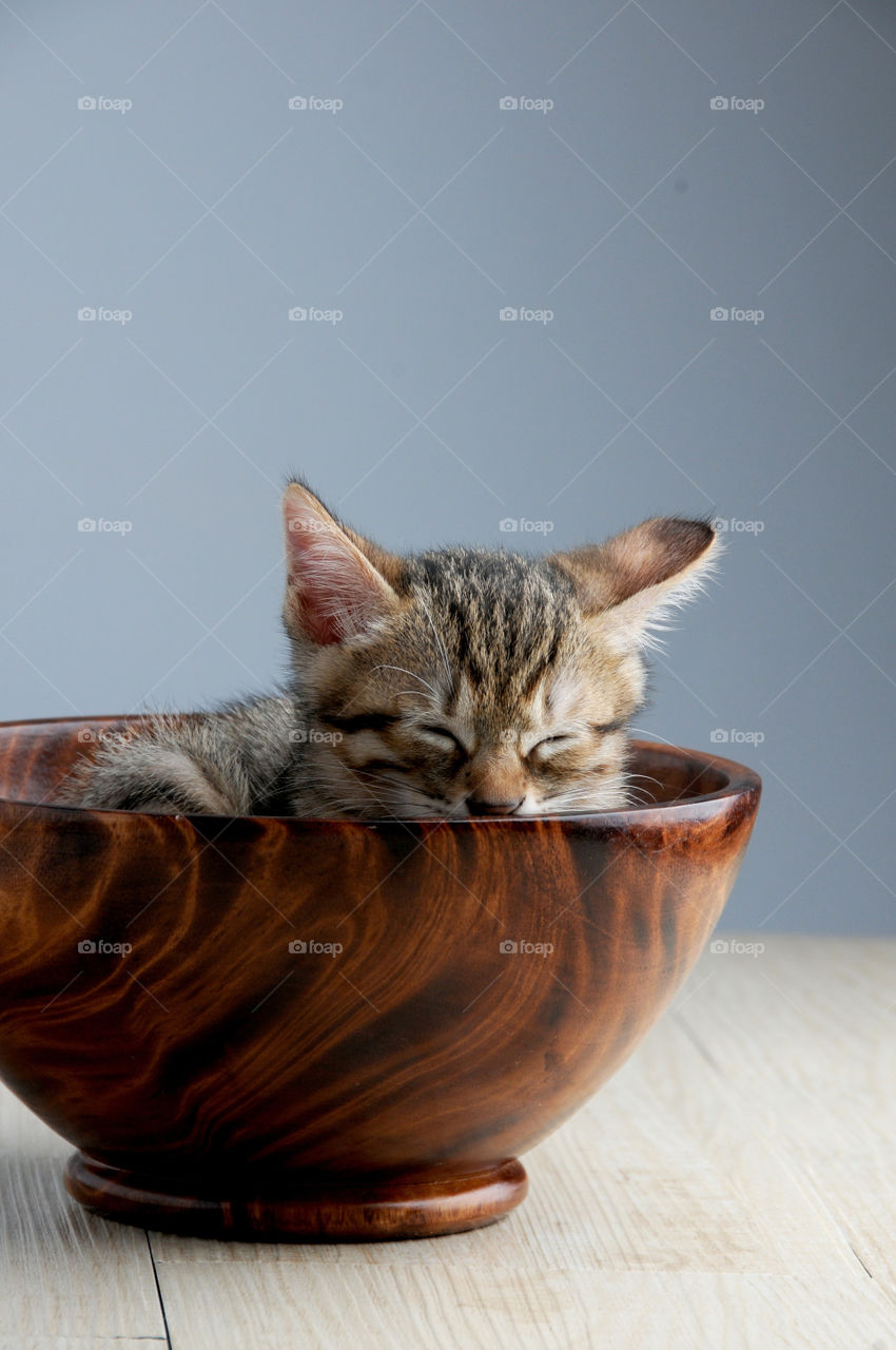 small cat sleeping on wooden  bowl