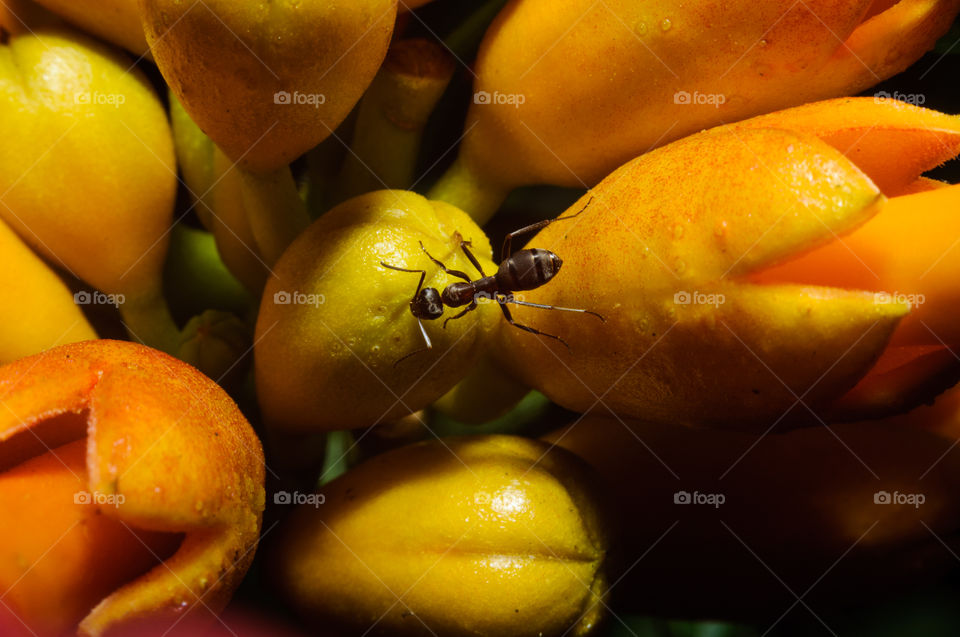 Closeup ant
